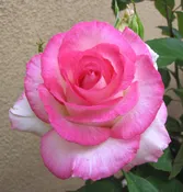 Angelic Veil™ — Weeks Roses