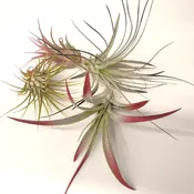 Air Plant Collection, Large