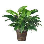 8" Peace Lily w/basket