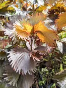 Mooreana Sunset Shrub (acalypha sp.)