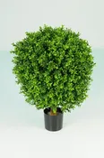 Boxwood oval ball in pot