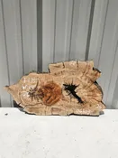 Olive Crosscut - 06103 — Cali Hardwoods & Supplies
