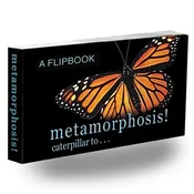 Butterfly Metamorphosis Flip Book