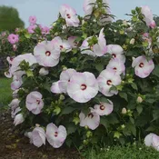 Summerific® 'Ballet Slippers' Rose Mallow (HIBISCUS X SUMMERIFIC BALLET SLIPPERS) - 2 gallon