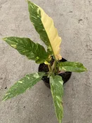 6″ Philodendron Ring of Fire