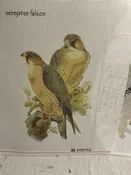 Counted Cross Stitch Canvas Of  Peregrine Falcon  Handpainted.