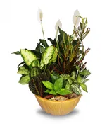 ALLURING DISH GARDEN
