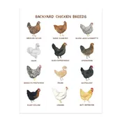 Backyard Chicken Breeds