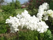 Syringa vulgaris ‘Avalanche’