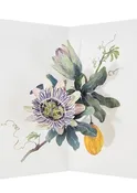 Passion Vine Pop-Up Card