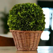 9" Preserved Boxwood Ball in Basket