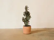 Euphorbia Trigona v. Rubra — Mother Co., Plants
