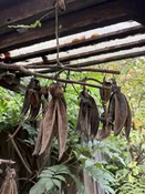 Seed Pod ornament - large — Western Hills Garden