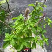African Blue Basil (Ocimum kilimandscharicum × basilicum) - 1 Gallon