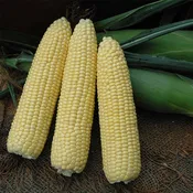 4974 VX F1 Treated w/Cruiser Corn Seeds