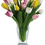 Tulip Treasure