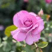 Angel Face Potted Tree Rose
