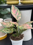 Aglaonema 'Lady Valentine' 4"