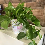 Pothos Plant