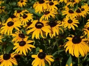 Black-Eyed-Susan – Rudbeckia (1Gal)