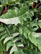 Philodendron 'Ring of Fire' — Excelsa Gardens