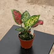 Aglaonema 'Ruby Ray'