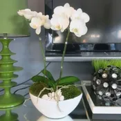 Elegant Orchid