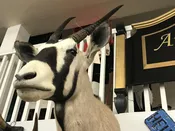 Oryx Head Mount — Antiques Etc
