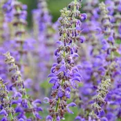 Amethyst Fringe' Perennial (Salvia)