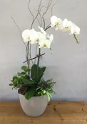 Elegant Orchid