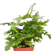 ‘Autumn’ Fern – 4″ Pot