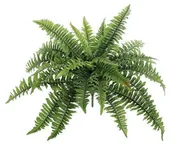 Boston Fern X28, 22", Green