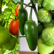 Fresh Salsa Garden Kit | Six Live Plants | Non-GMO | 2 San Marzano Tomatoes, 2 Tomatillos & 2 Jalapeño Peppers