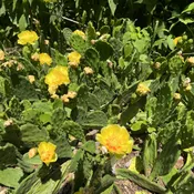 Opuntia humifusa