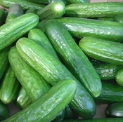 1 Pound Snack Bag Cucumbers — Olivia's Garden