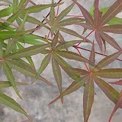 Acer palmatum 'Beni otake' Japanese Maple
