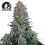 Blue Skunk Feminized By Sensi Seeds Company - Kind Seed Co