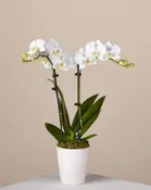 DOUBLE STEM ORCHID