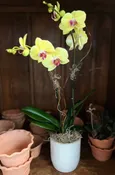 Simple Modern Orchid
