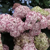 Incrediball® Blush Smooth Hydrangea