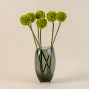 Allium Medium Flower Stem in Lime