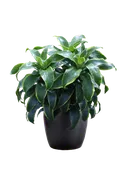 10" Dracaena Art