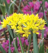 Alliums – moly ‘Jeannine’