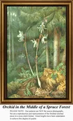 Orchid in the Middle of a Spruce Forest, FL-51