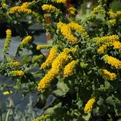 ‘Golden Fleece’ Goldenrod