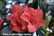 AZALEA ENCORE AUTUMN EMBERS (3 GALLON) azalea x ‘encore’