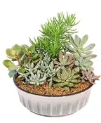 LIVELY SUCCULENT GARDEN