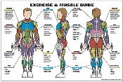 Algra Co-Ed Series Exercise & Muscle Guide Male