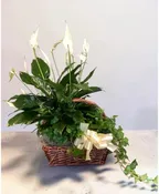2PLANT COMBO BASKET