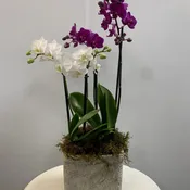 Orchid dazzle